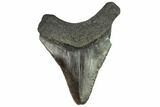 Juvenile Megalodon Tooth - Georgia #111598-1